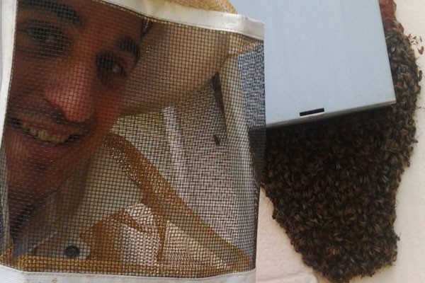 Honey Bee Removal Services