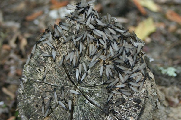 Termite Fumigation