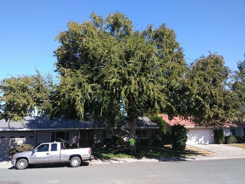 The Professional Tree Services You Can Rely On In Sacramento CA