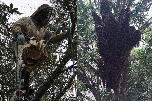 Honey Bee Hive Removal