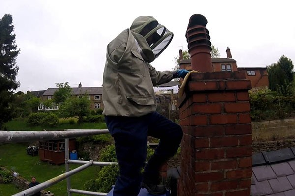 Chimney Pest Removal