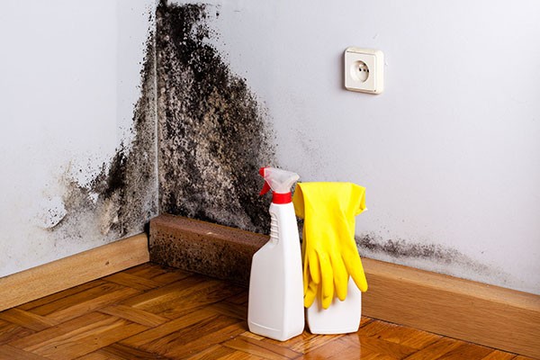 Mold Cleanup Services