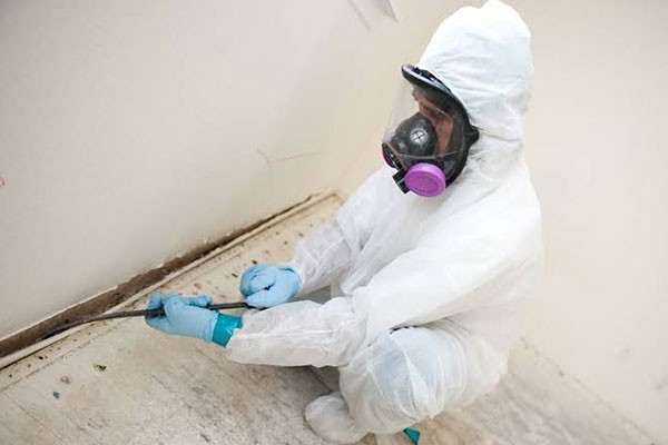 The Best Mold Removal Services