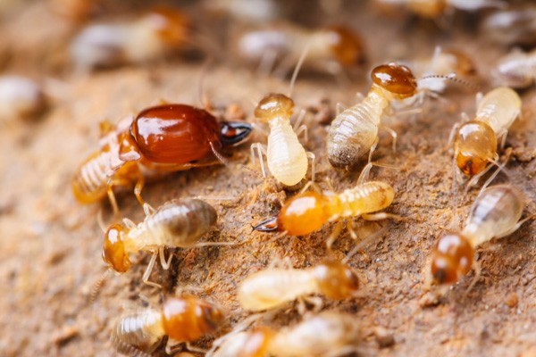 WDI Termite Inspections