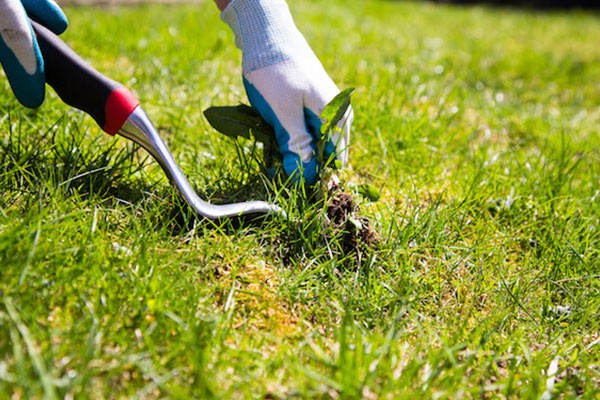 Weed Removal Cost Oklahoma City OK