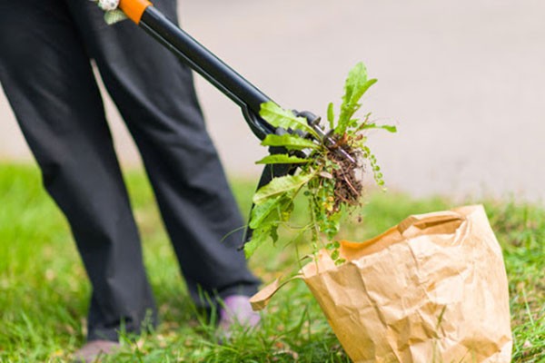 Professional Weed Removal Oklahoma City OK