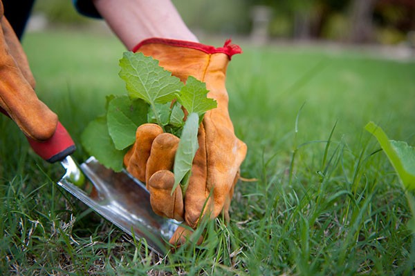 Weed Removal Services Midwest City OK