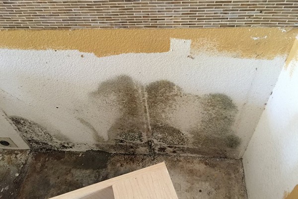 Residential Mold Removal Chandler AZ
