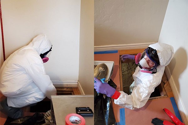 Mold Removal Company East Los Angeles CA