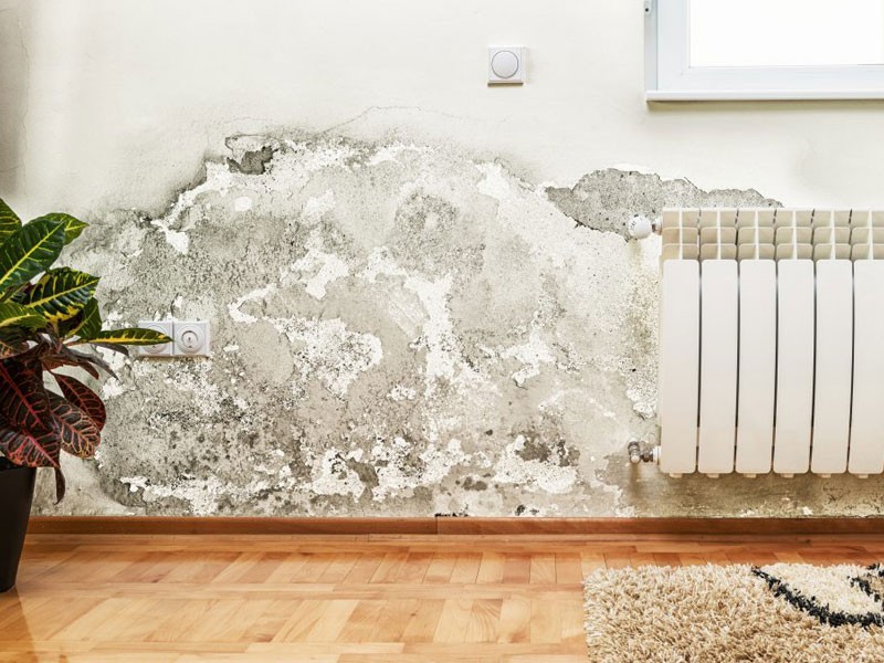 Mold Remediation Cost Riverview FL