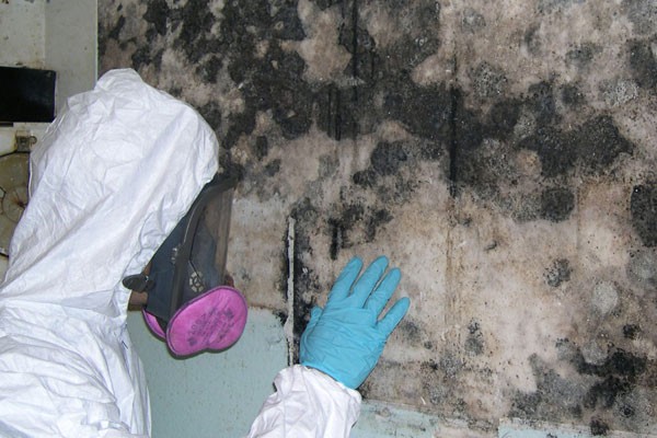 Mold Remediation Service Clearwater FL
