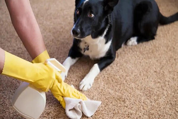 Pet Odor & Urine Removal Services Lake Forest IL