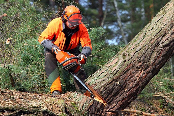 Tree Removal Cost Houston TX