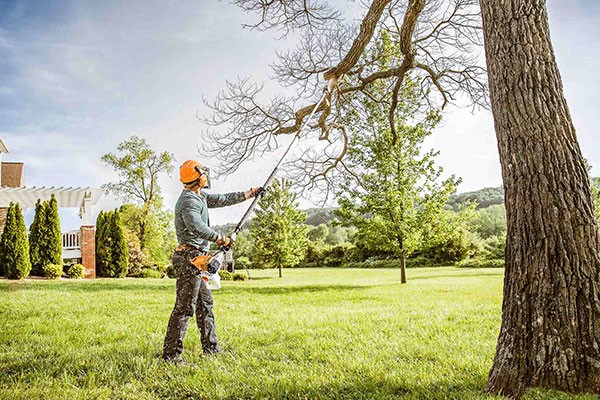 Tree Trimming Service Pearland TX