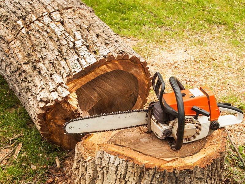 Tree Removal Service The Woodlands TX