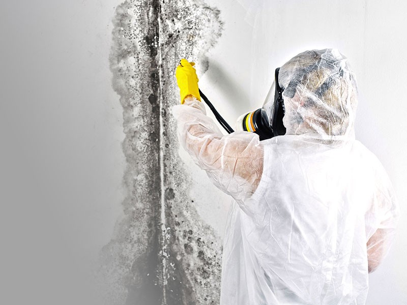 Mold Remediation Services Pearland TX