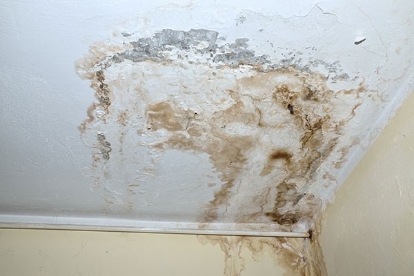 Mold Remediation Services The Woodlands TX
