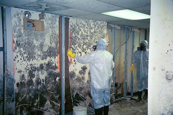 Mold Remediation Cost The Woodlands TX