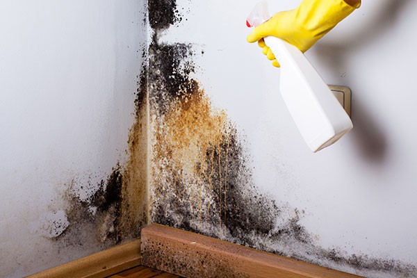 Mold Removal Services Pearland TX