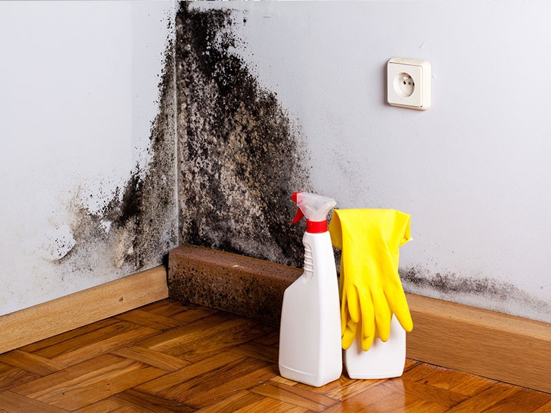 Mold Removal Services Humble TX