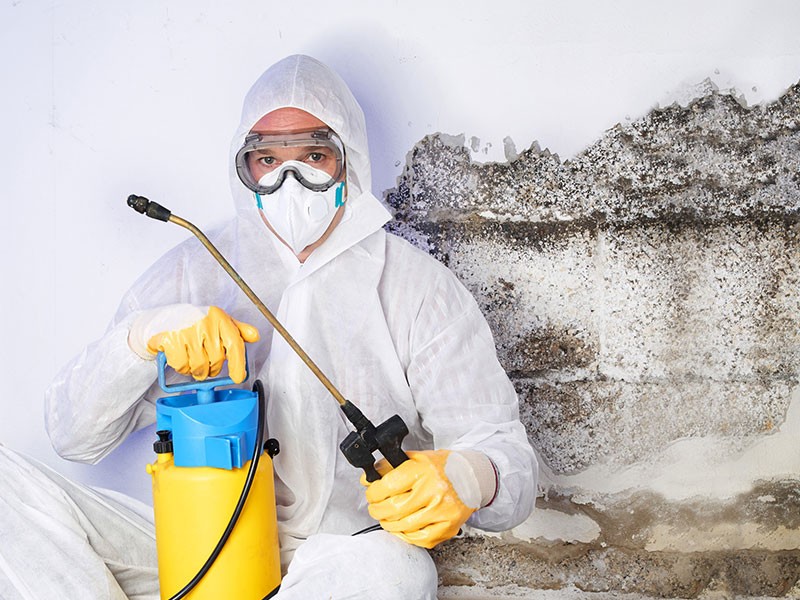 Mold Removal Services The Woodlands TX