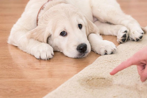 Pet Stain Remover Windermere FL