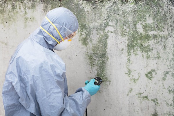 Best Mold Remediation Services
