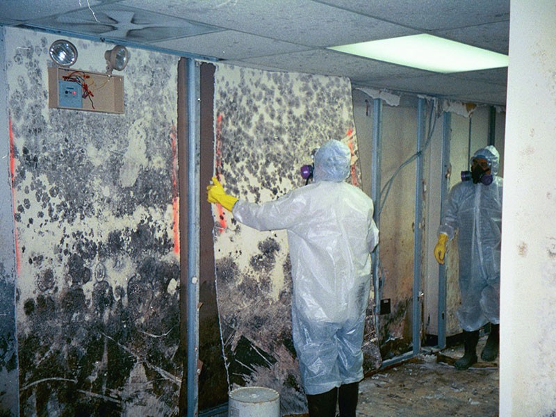 Mold Removal Services Schaumburg IL