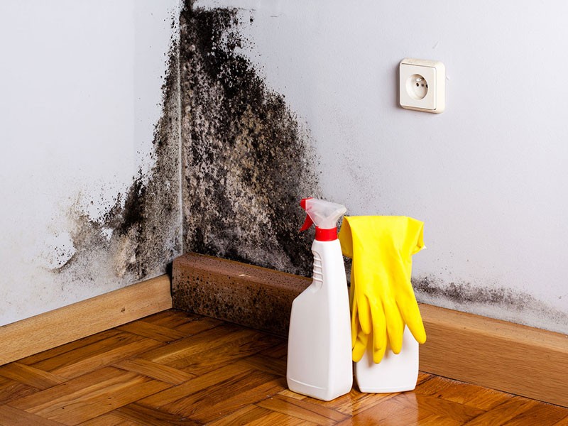 Mold Removal Services Schaumburg IL