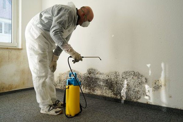 Mold Removal Services Chicago IL