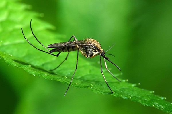 Affordable Mosquito Control