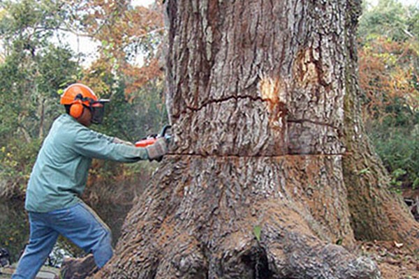 Tree Trimming & Cutting Estimate