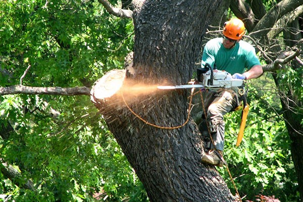 Tree Cutting Company