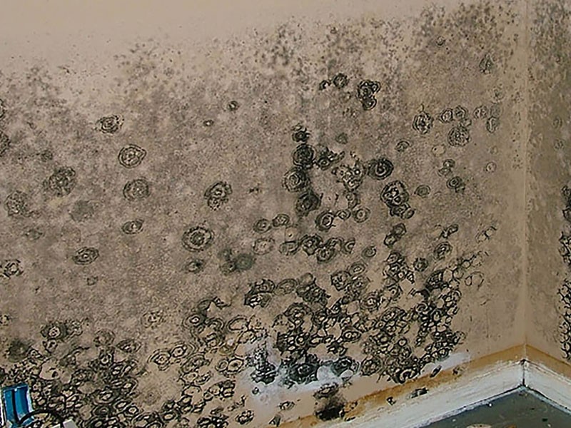We Are The Mold Inspection Company That You Can Trust; Always!