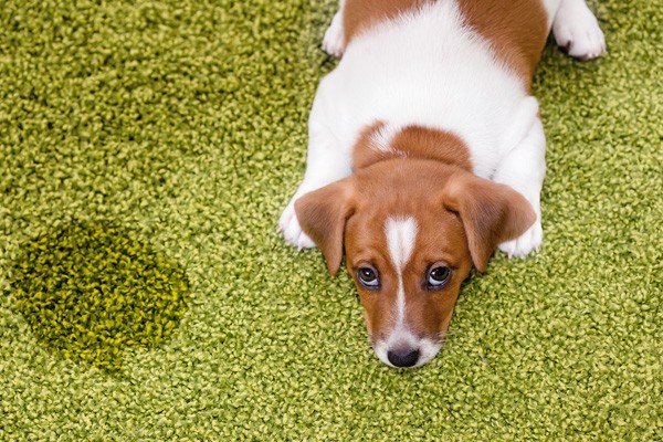 Carpet Pet Stain Removal Services