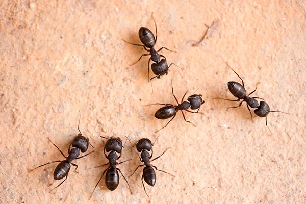 Ant Removal Services