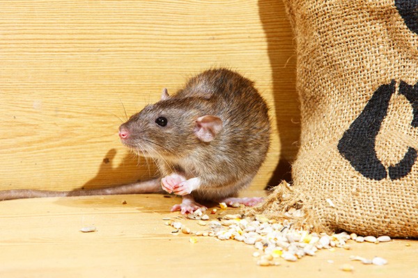 Rodent Control Services