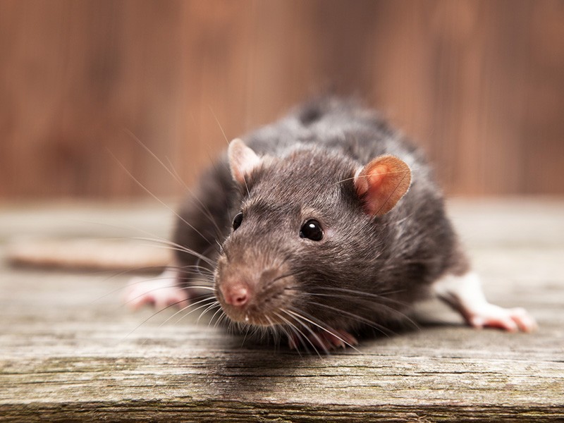Reasons To Hire Our Rodent Control Services