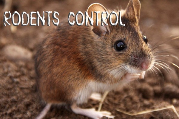 Rodent Control Cost