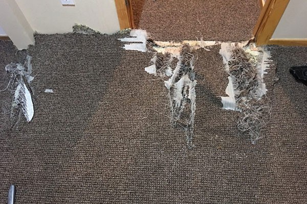 Carpet Pet Damage Repair